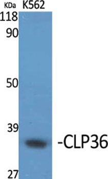 CLP36 antibody