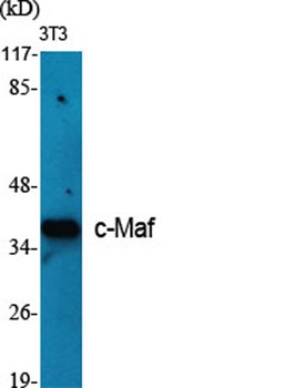 c-Maf antibody