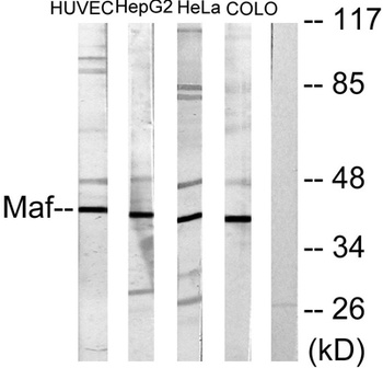 c-Maf rabbit pAb Antibody