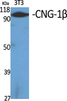 CNG-1beta antibody