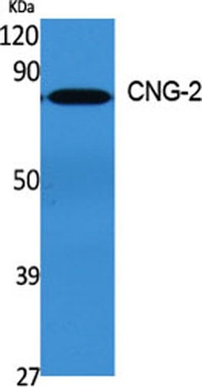 CNG-2 antibody