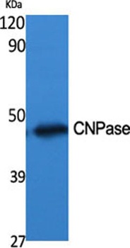 CNPase antibody