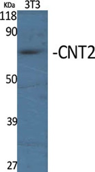 CNT2 antibody