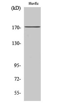 COL11A2 antibody