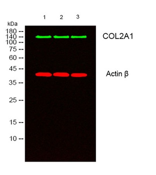 COL2A1 rabbit pAb