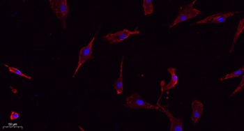 Connexin 43 rabbit pAb