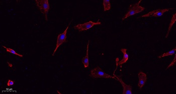 Connexin 43 antibody