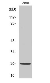 Connexin-26 antibody