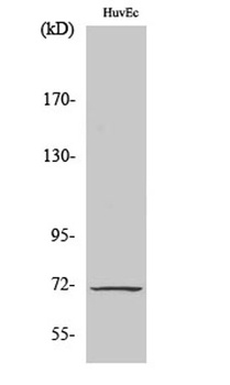 Cox-1 antibody