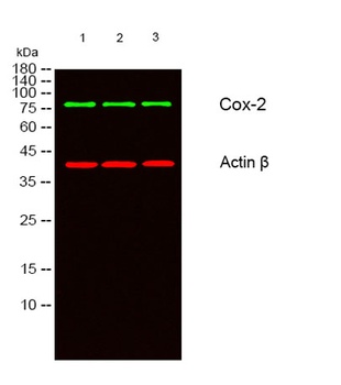 Cox-2 rabbit pAb