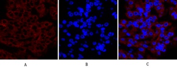 Cox-2 rabbit pAb Antibody