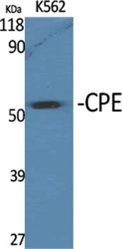 CPE antibody