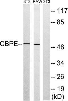 CPE rabbit pAb Antibody