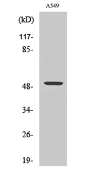 CPM antibody