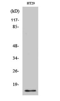 CRABP-II antibody