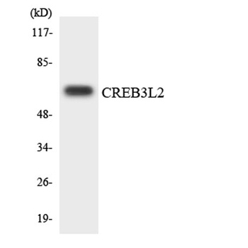 CREB3L2 rabbit pAb Antibody