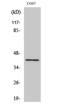 Crk-L antibody