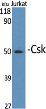 Csk antibody