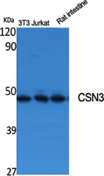 CSN3 rabbit pAb