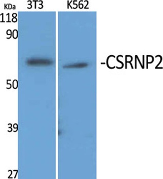 CSRNP2 rabbit pAb