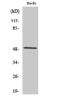 CstF-50 antibody