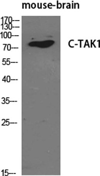 C-TAK1 antibody
