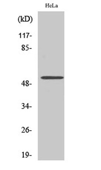 CUG-BP1 antibody