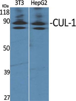 CUL-1 antibody