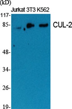 CUL-2 antibody