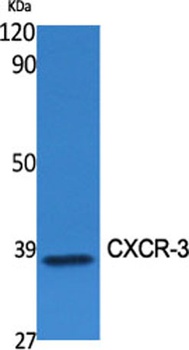 CXCR-3 rabbit pAb