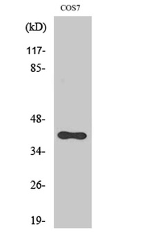 CXCR-7 rabbit pAb