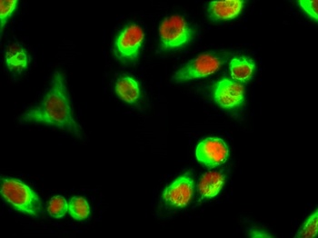 Cyclin A antibody