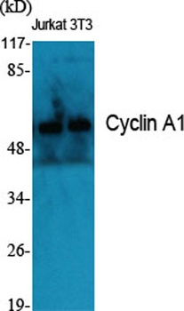 Cyclin A1 rabbit pAb