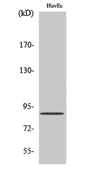 Cyclin F antibody