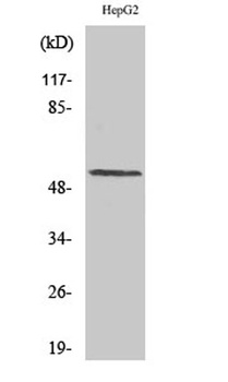 Cyclin L1 antibody