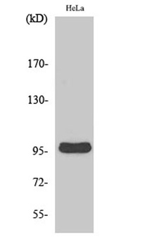 Cyclin M2 antibody