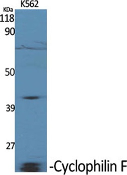 Cyclophilin F antibody