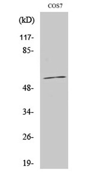 CYP1A1/2 antibody