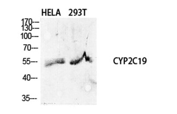CYP2C19 antibody