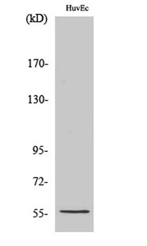 CYP2S1 antibody