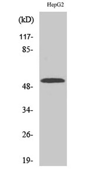 CYP2W1 antibody