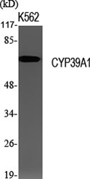 CYP39A1 rabbit pAb