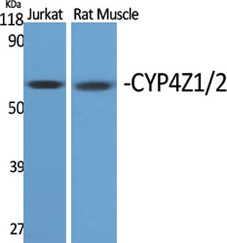 CYP4Z1/2 antibody