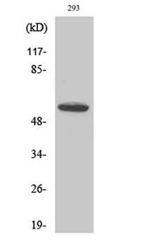 CYP8B1 rabbit pAb