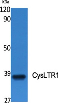 CysLTR1 rabbit pAb