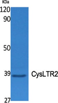 CysLTR2 antibody