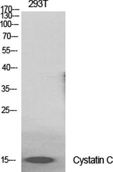 Cystatin C antibody