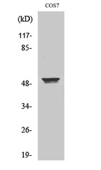 Cytokeratin 8 antibody