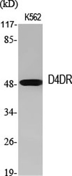 D4DR antibody