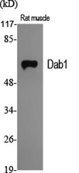 Dab1 antibody